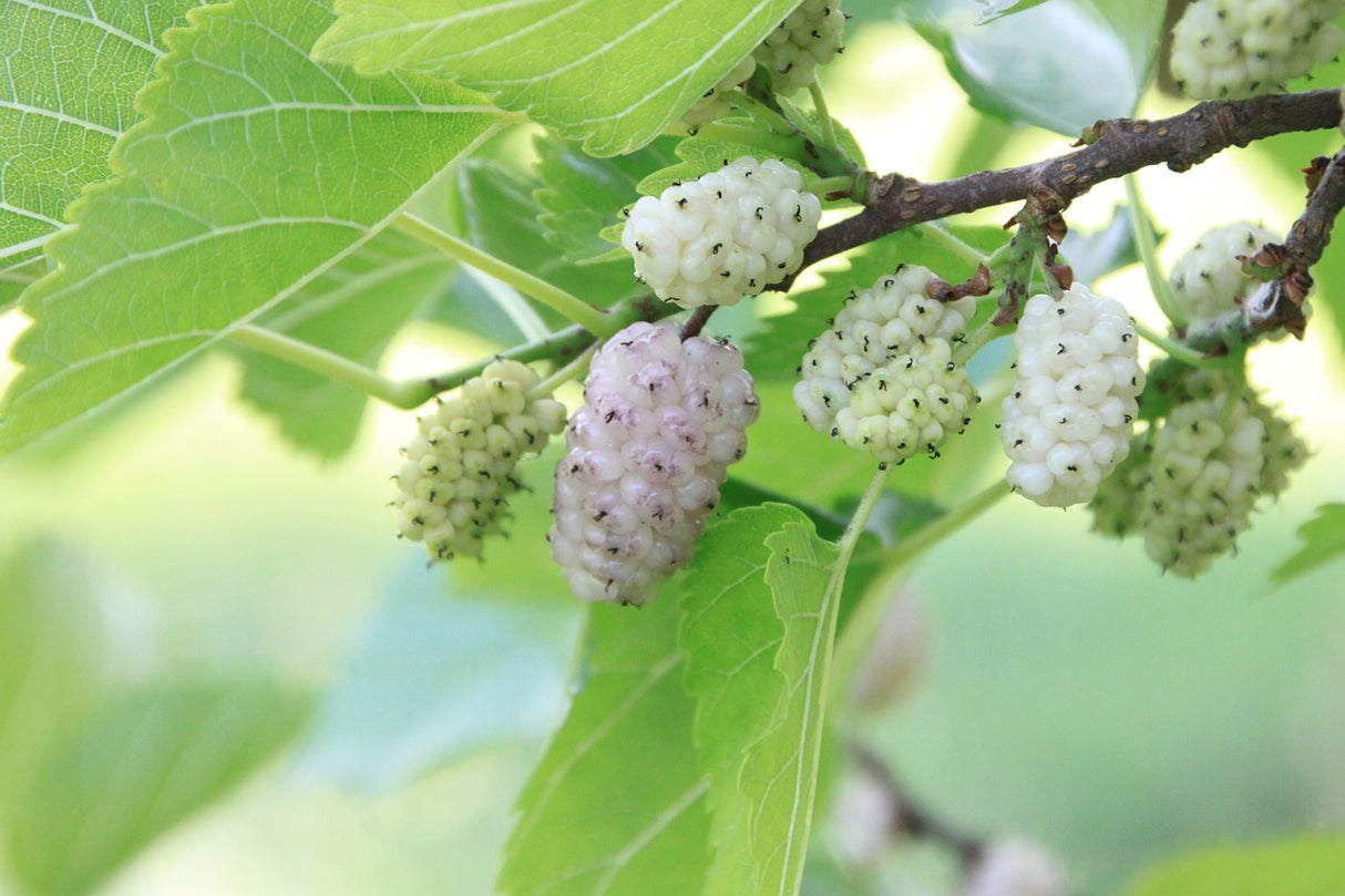 weiße Bio Maulbeeren, getrocknet