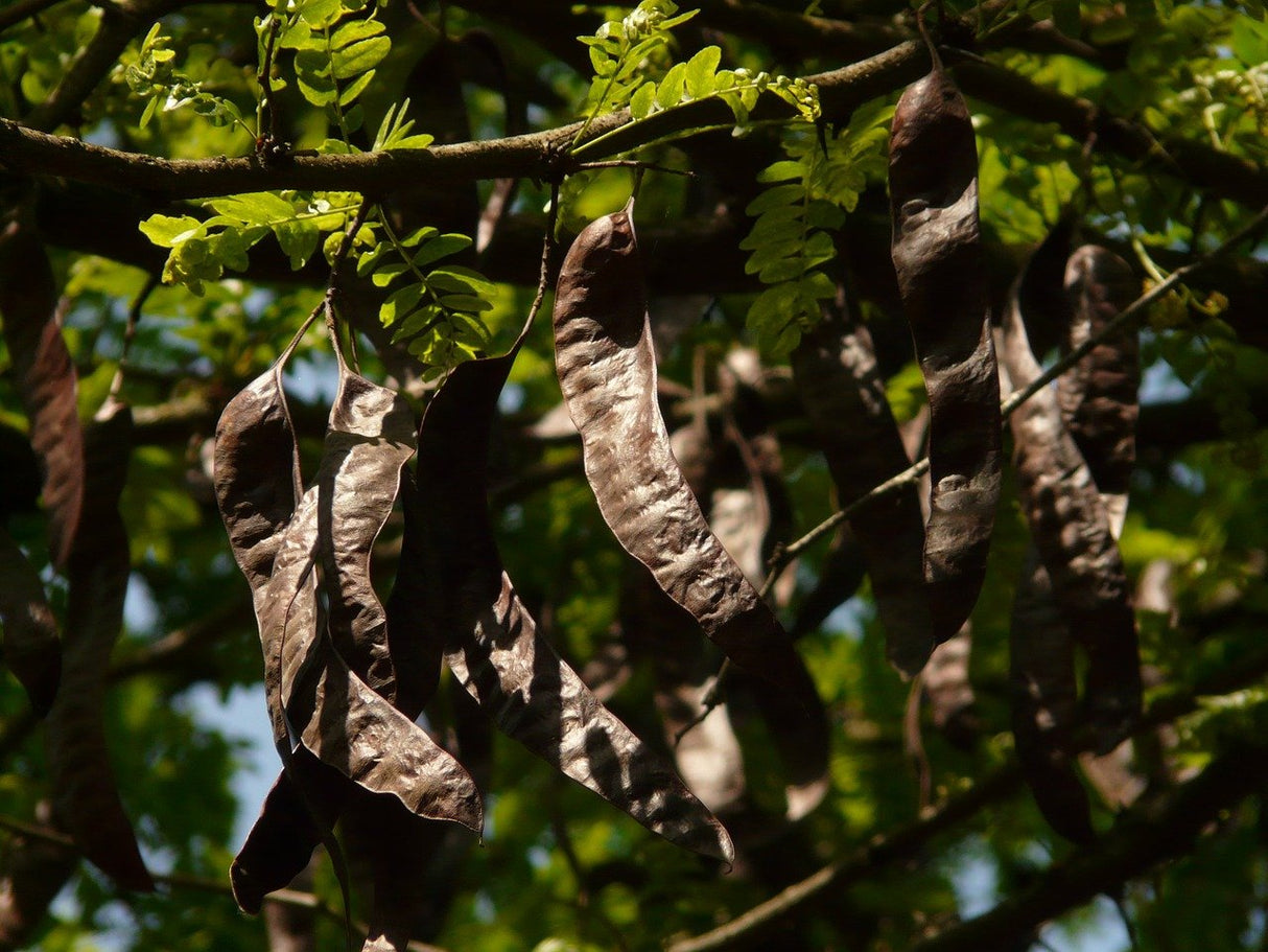 Bio Carob Pulver