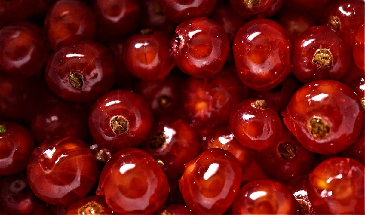 rote Bio Johannisbeeren, gefriergetrocknet