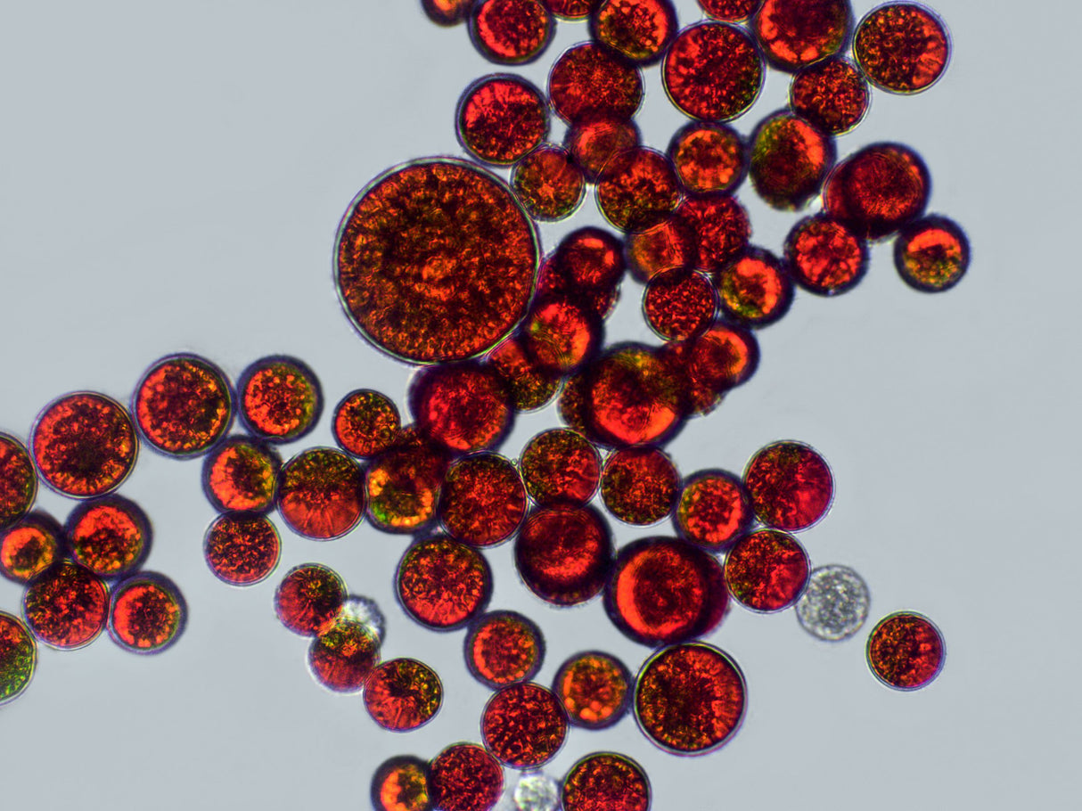 Austrian Astaxanthin +D3 +E