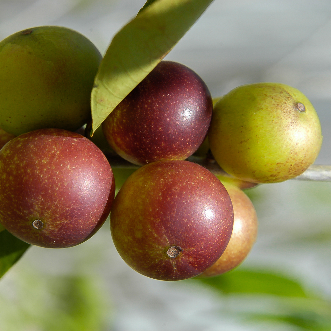 Bio Vitamin C CamuCamu, 60 Kapseln
