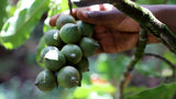 Bio Macadamia, geröstet und gesalzen