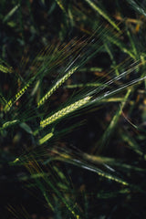 Bio Grünkern