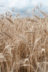 Bio Roggen, ganz
