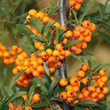 Bio OPC Vitamin C-Komplex, Pulver