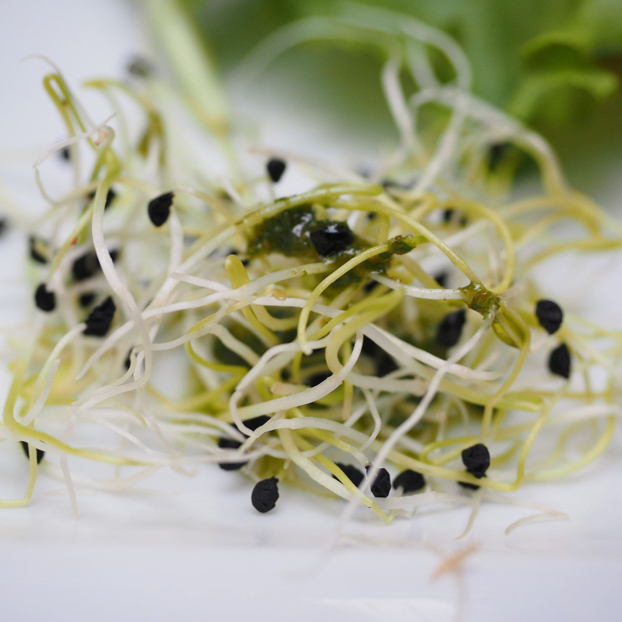 Bio Algen Alfa Mix