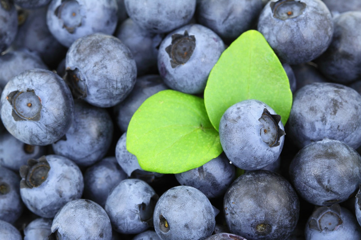 Bio Heidelbeeren, gefriergetrocknet