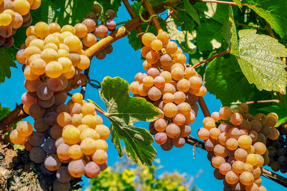 Bio TRAUBENMOST "Mosto d` Uva"