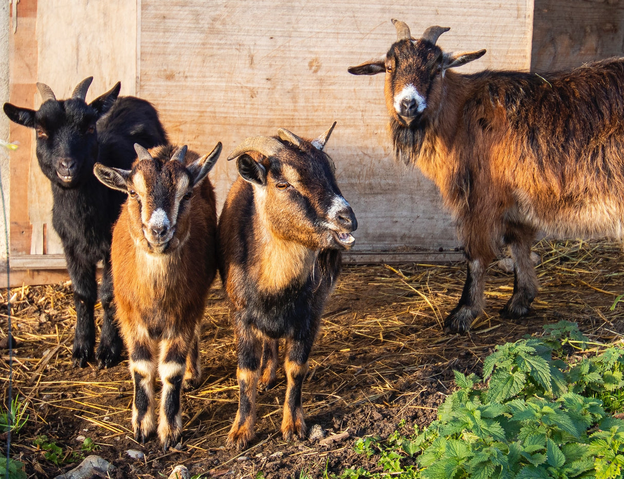 GOLDEN GOAT, Ziegenmilchpulver