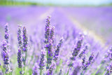Bio WC-Reiniger, Lavendel