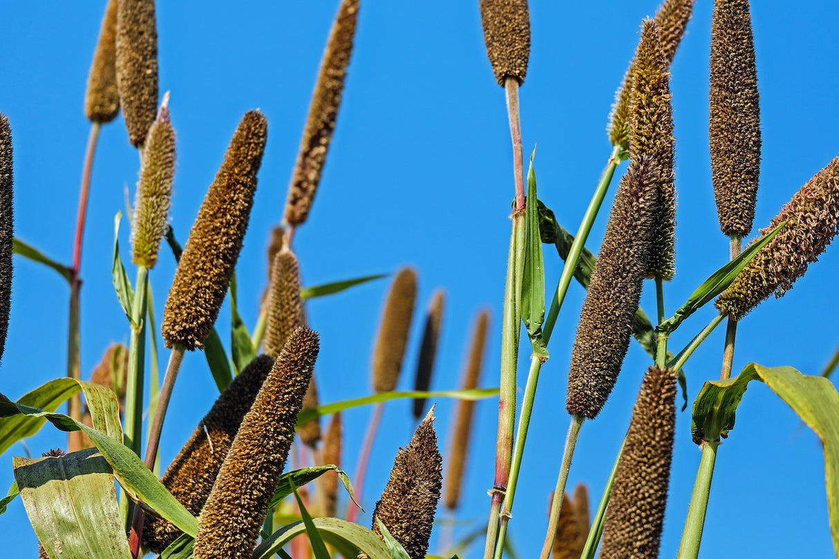 Bio Goldhirse