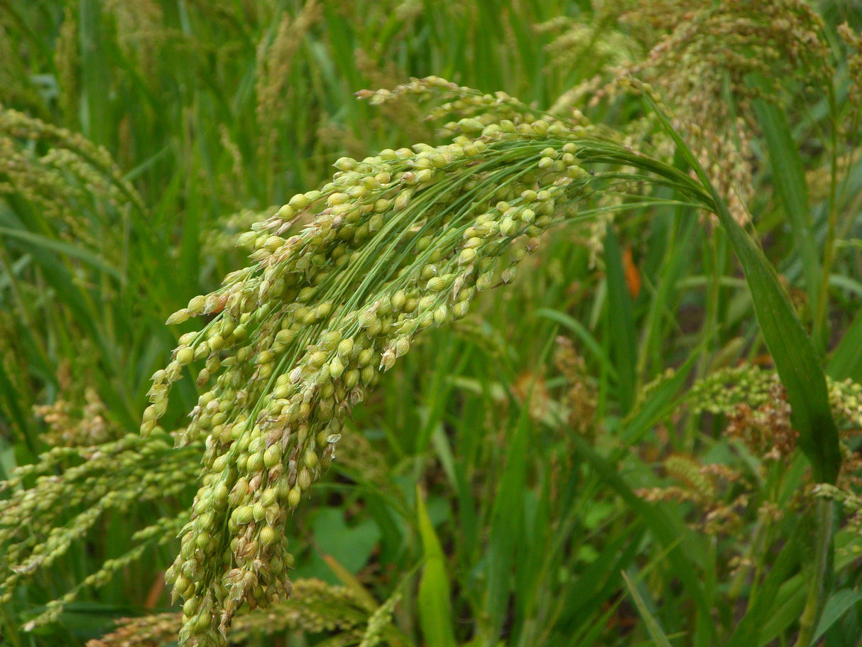 Bio Braunhirse 100% gekeimt, Vollwertpulver