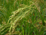 Bio Braunhirse 100% gekeimt, Vollwertpulver