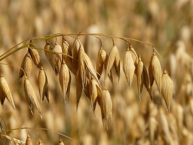 Bio Haferkleie mit Keim