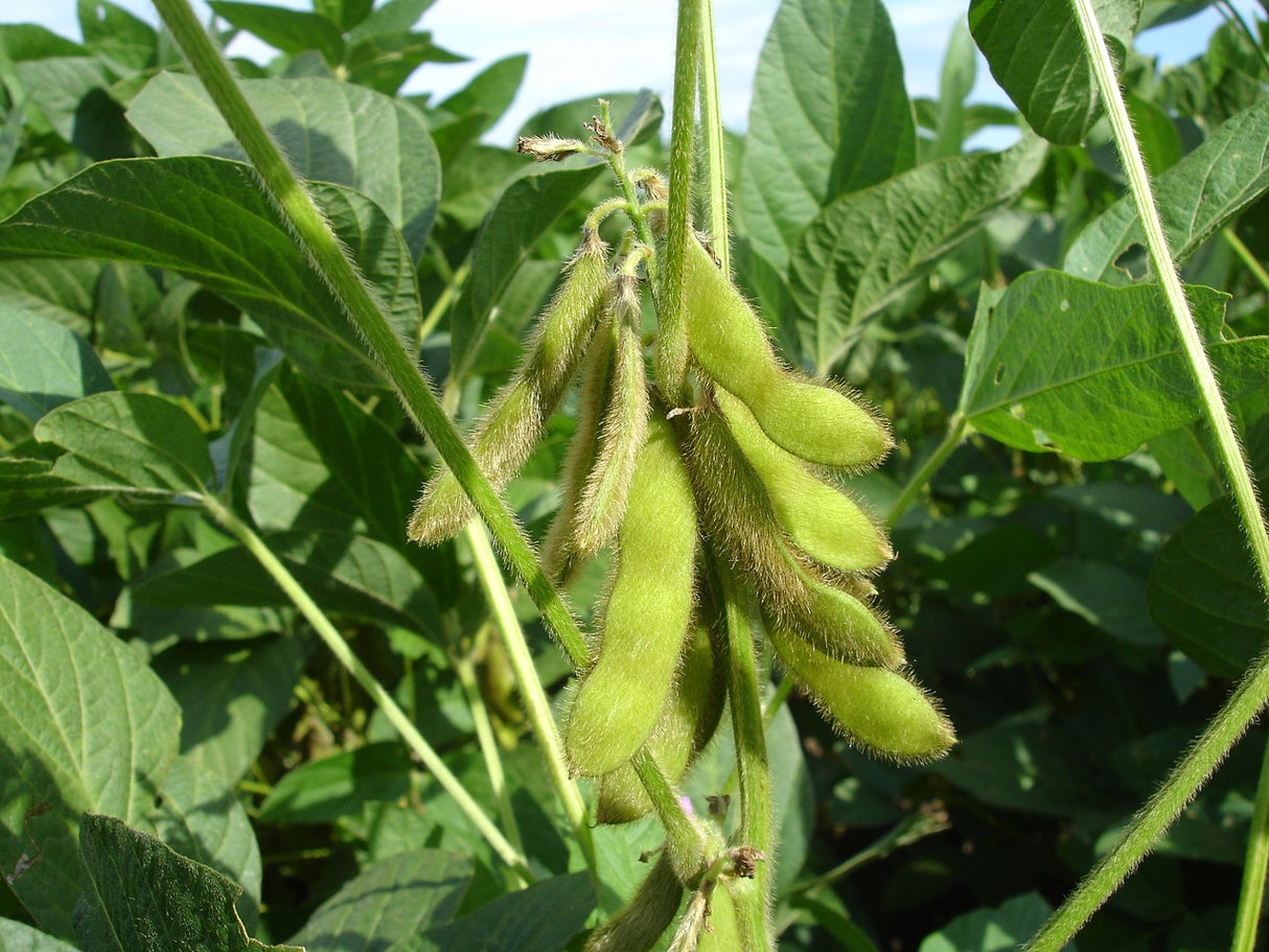 Bio Sojafleisch, gehackt