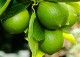 Bio Geschirrspülmittel, Limette