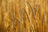 Bio Dinkel, Vollwertpulver