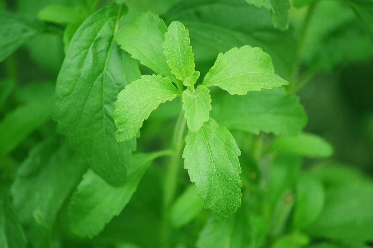 STEVIA Streusüße, 1:1