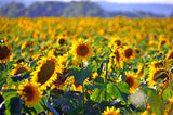 Bio Sonnenblumenöl